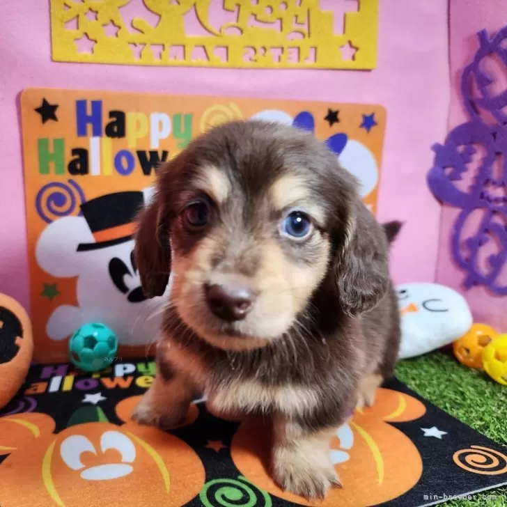 ID：2409-01384の子犬