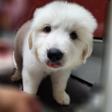 グレートピレニーズ【静岡県・女の子・2024年4月5日・ホワイト】の写真「真っ白☆目が大きなかわいい女の子　人懐っこいです」