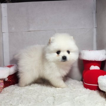 ポメラニアン【静岡県・男の子・2023年11月7日・ホワイト】の写真「まんまるモコモコかわいい男の子」