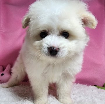 ポメプー(ポメラニアン×トイプードル)【静岡県・男の子・2024年1月5日・クリーム】の写真「クリクリおめめのかわいい男の子　3月3日まで掲載」