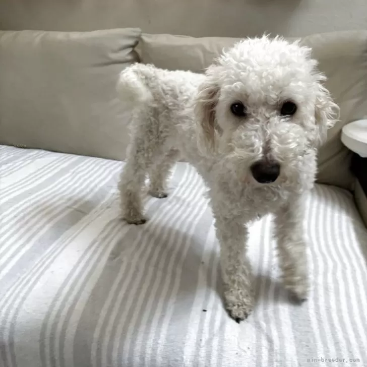 nuts 様のお迎えした子犬