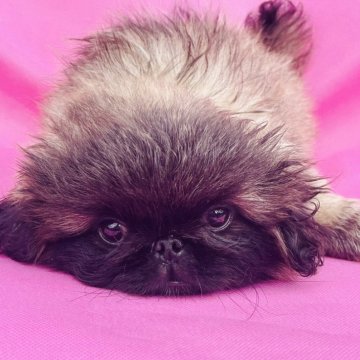 ペキニーズ【三重県・男の子・2025年7月12日・フォーン】の写真「４兄弟の２ばんくんです。
宜しくお願いします🐥ご」