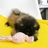 ペキニーズ