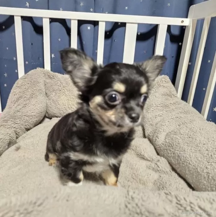ID：2501-03387の子犬