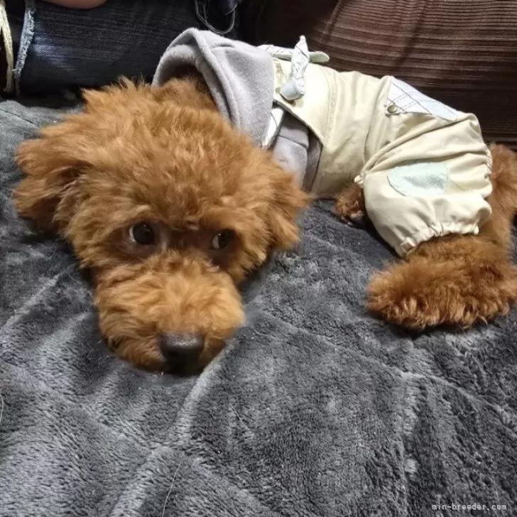 ID：2505-00560の子犬