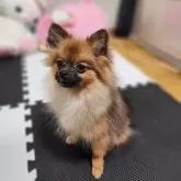 ポメラニアン