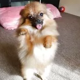 ポメラニアン
