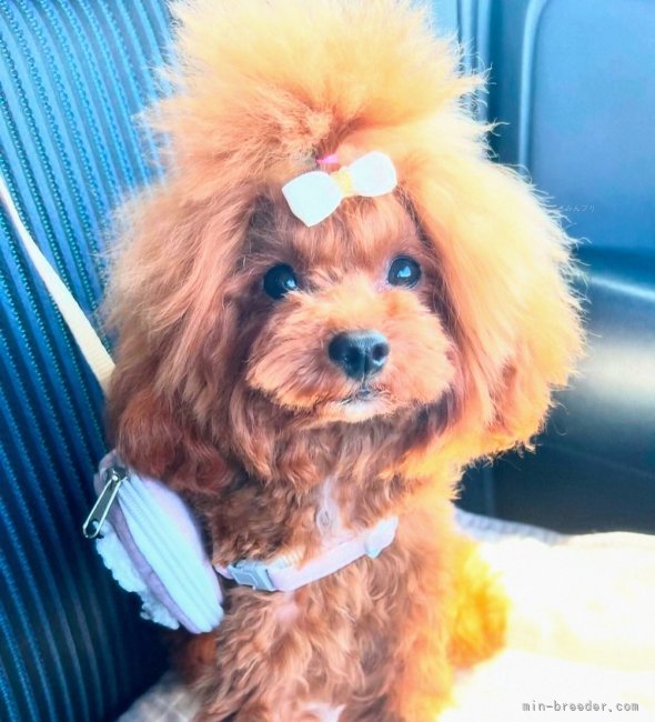 いつまでもパピー顔のお母さん｜川原　美穂(かわはら　みほ)ブリーダー(福岡県・トイプードルなど・JKC登録)の紹介写真7