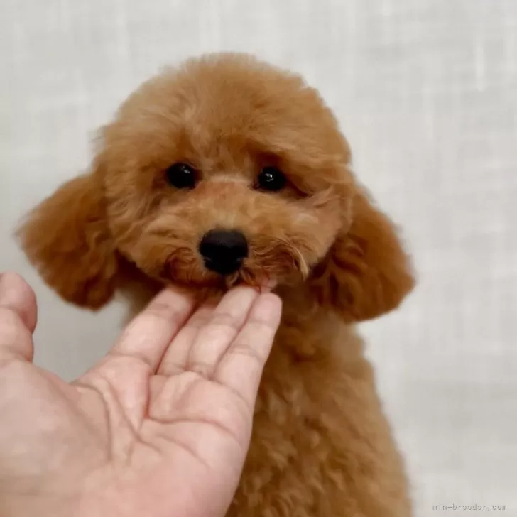 T.A 様のお迎えした子犬