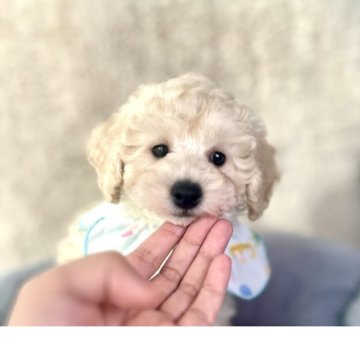 トイプードル(トイ)【福岡県・男の子・2025年10月15日・ホワイト】の写真「色素が濃い♪綺麗なお顔♪チャンピオン直子♪」