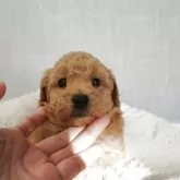 トイプードル(トイ)