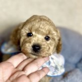 トイプードル(トイ)