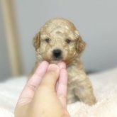 トイプードル(トイ)