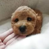 タイニープードル