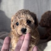 トイプードル(タイニー)