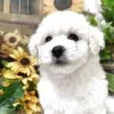 ビションフリーゼ