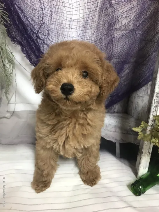ID:1910-00905の子犬