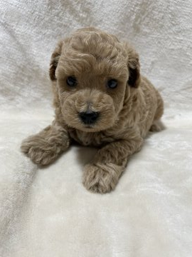 トイプードル(トイ)【京都府・男の子・2021年8月18日・アプリコット】の写真「とっても人懐っこい可愛い男の子です。」