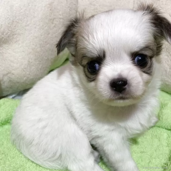 ID:2508-04076の子犬