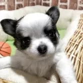 チワワ(ロング)