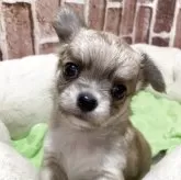 チワワ(ロング)