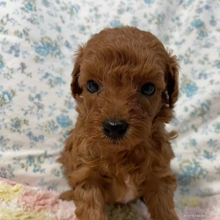 ID：2406-04813の子犬