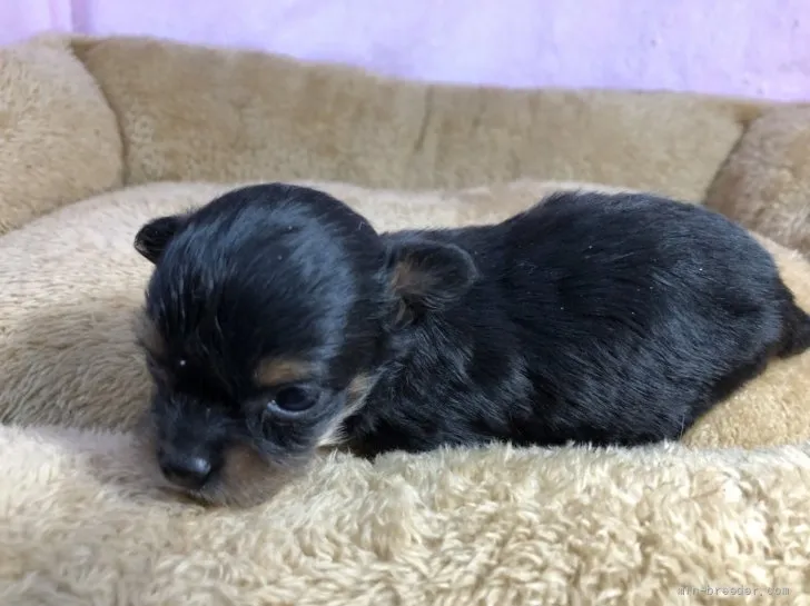 ID：2203-01725の子犬