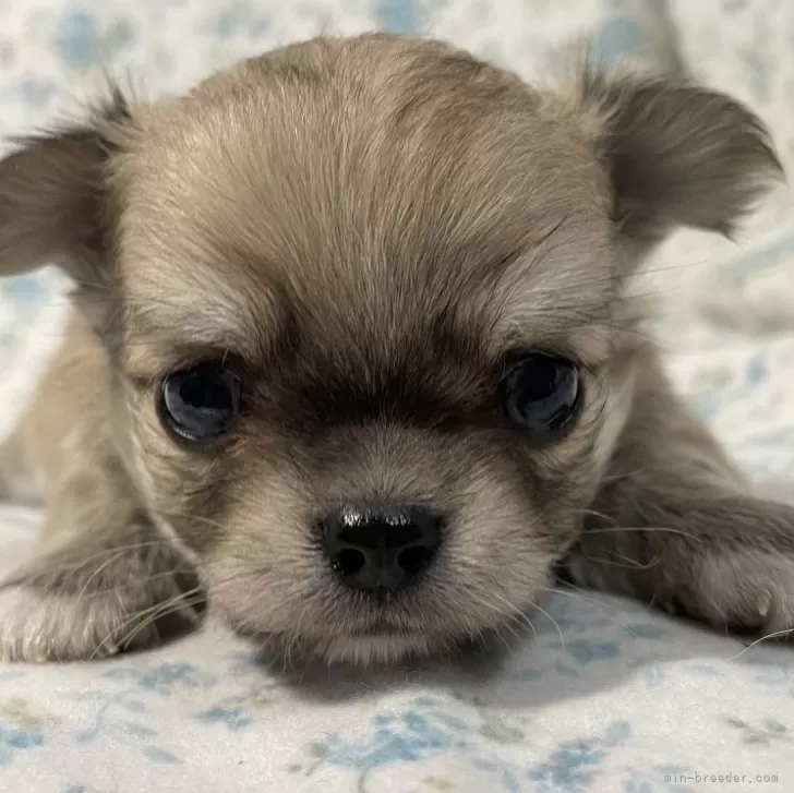 ID:2405-04642の子犬