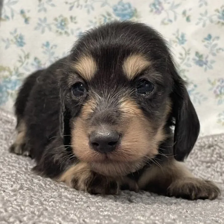 ID:2309-04525の子犬