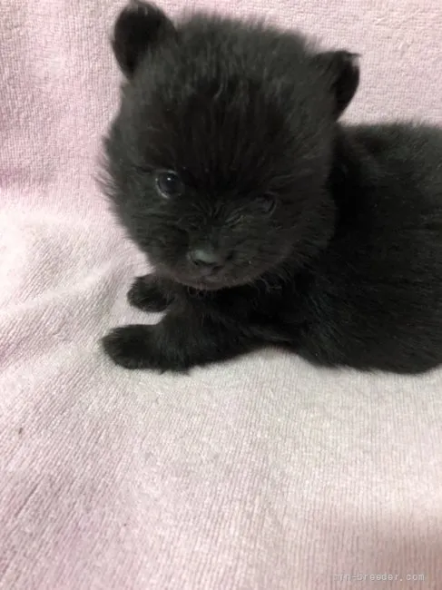 ID:2201-02315の子犬
