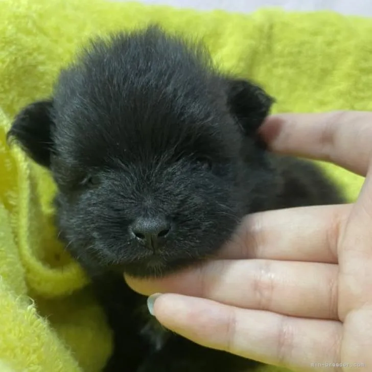 ID:2208-01374の子犬