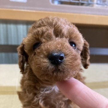 トイプードル(トイ)【京都府・女の子・2023年4月24日・レッド】の写真「兄妹の中で一番小さくて、大人しい女の子です！」