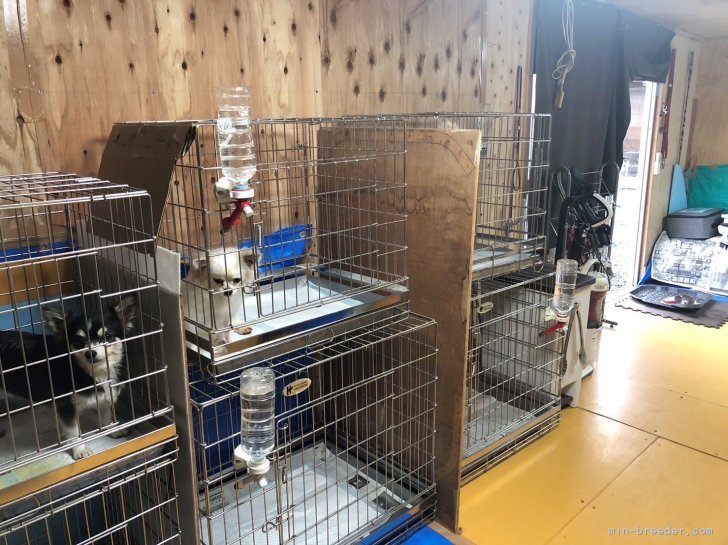 浜島　愛(はましま　あい)ブリーダー(宮崎県・フレンチブルドッグなど・JKC/日本犬保存会/KC登録)の紹介写真3