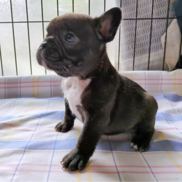 ID:2503-02046の子犬