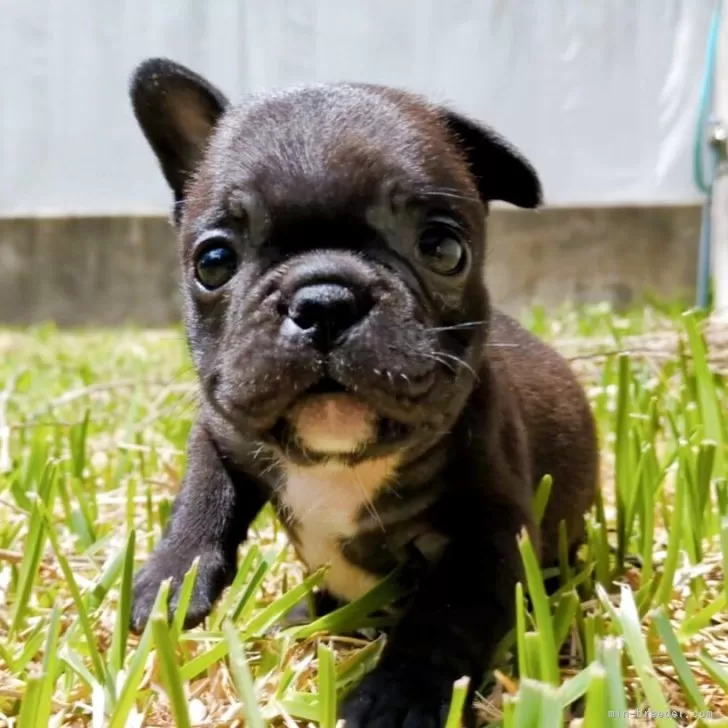 ID:2506-01129の子犬