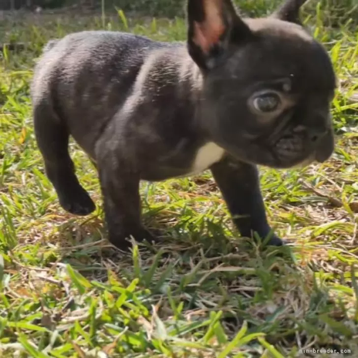 ID：2412-00278の子犬