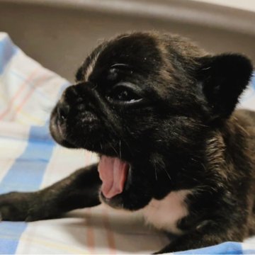 フレンチブルドッグ【沖縄県・男の子・2025年9月22日・ブリンドル】の写真「むちむちコロコロボディのかわいい男の子です」