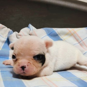 フレンチブルドッグ【沖縄県・女の子・2025年9月22日・パイド】の写真「ちっちゃくて愛嬌のあるかわいい女の子」