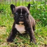 フレンチブルドッグ