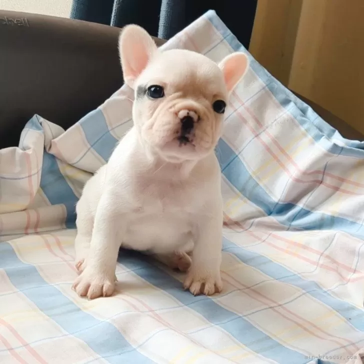 ID：2406-00620の子犬