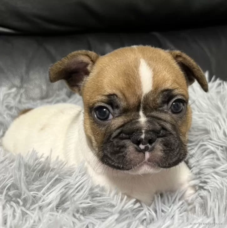 ID:2405-04126の子犬