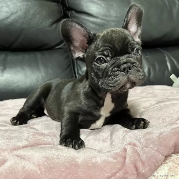 ID:2405-04112の子犬