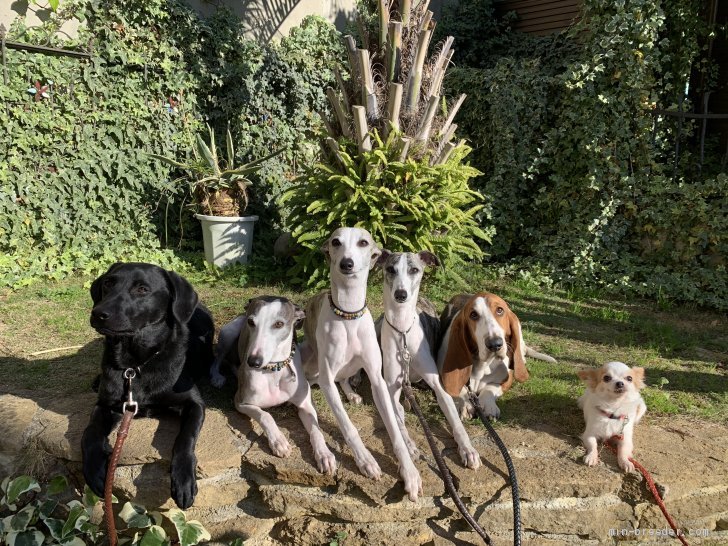 犬舎では100頭からのファミリー犬がお出迎え(^^)賑やかです♪｜長谷川　猛(はせがわ　たけし)ブリーダー(愛知県・柴犬など・JKC/日本犬保存会/KCジャパン登録)の紹介写真1