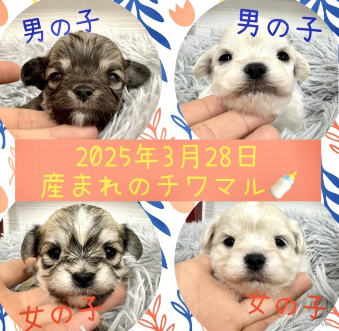 長谷川猛ブリーダーのブログ：チワマルの赤ちゃん産まれました🍼