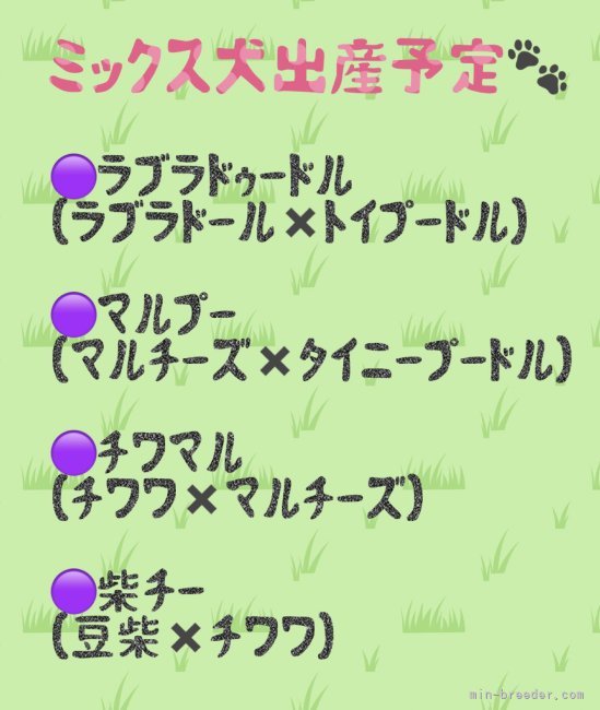 長谷川猛ブリーダーのブログ：出産予定🐾