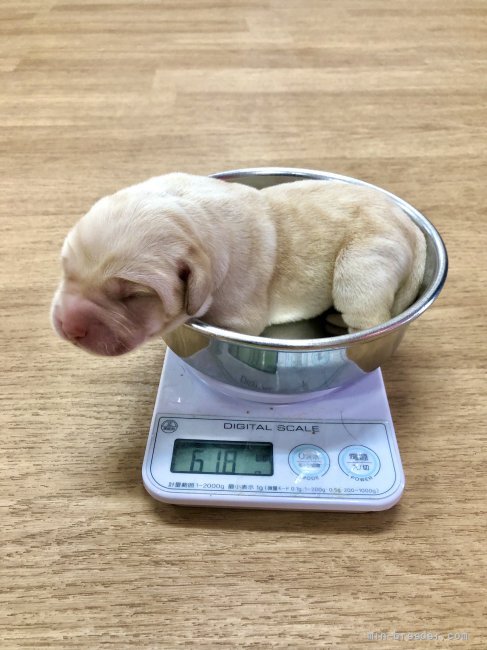 父親jkcチャンピオン ラブラドールの赤ちゃん誕生 長谷川猛ブリーダー みんなのブリーダー