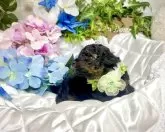 タイニープードル【愛知県・男の子・2025年5月8日・ブラック】の写真11