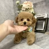 タイニープードル【愛知県・男の子・2025年8月12日・アプリコット】の写真6