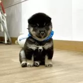 豆柴【愛知県・男の子・2025年10月5日・黒】の写真6