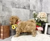 タイニープードル【愛知県・女の子・2025年6月9日・アプリコット】の写真4